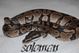 Python GIFs - Find & Share on GIPHY