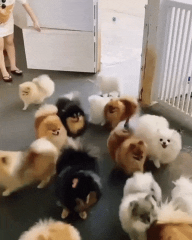 giphy-downsized-large.gif