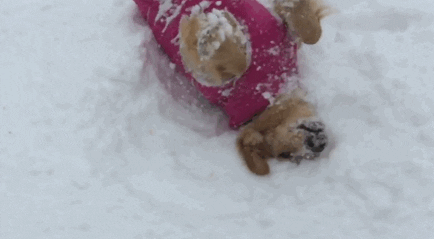 happy dog snow cold golden retriever