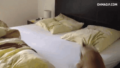 Dog jumping on bed