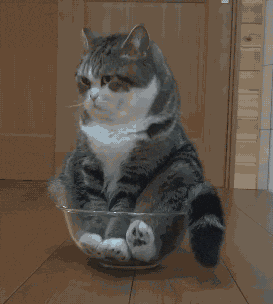 Cute Cat GIFs - Get the best GIF on GIPHY