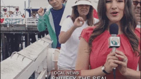 Releasing seal back to ocean life GIF
