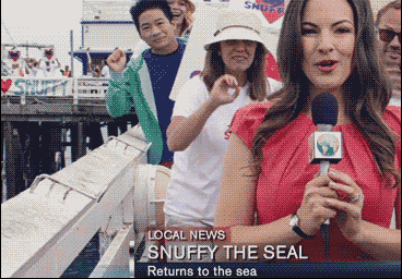 Releasing seal back to ocean life in wtf gifs