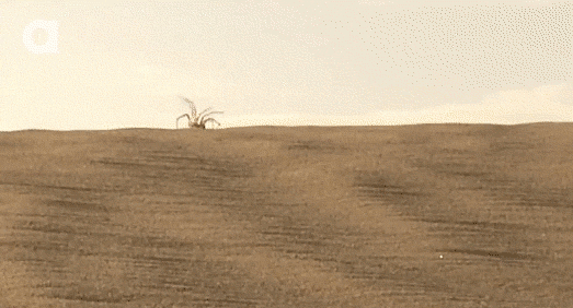 Spider Gymnasts GIF - Find & Share on GIPHY