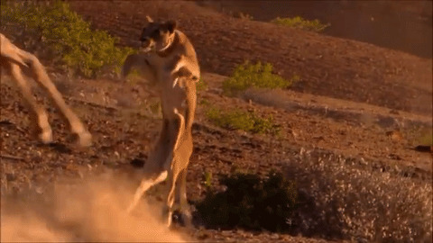 Giraffe Kick best Gif