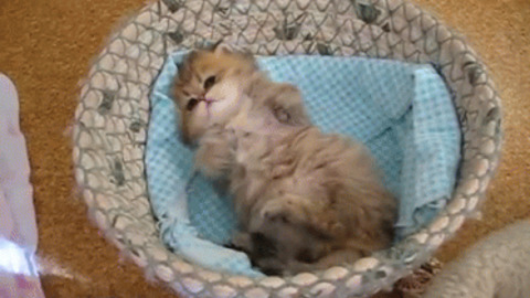 Cute best Gif
