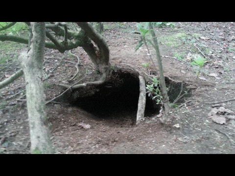 a dog coming out from a hole