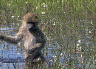 Monkey Carefully Cross River Funny Animal Cute