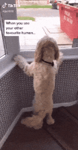 Doggo is excited to see hooman in dog gifs