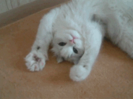 White Cat Hello GIF - Find & Share on GIPHY