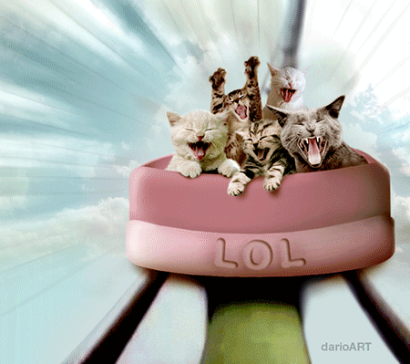 cat animated GIF