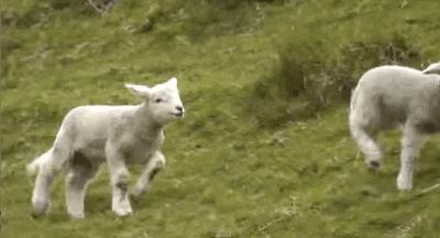 Image result for lamb animated gif