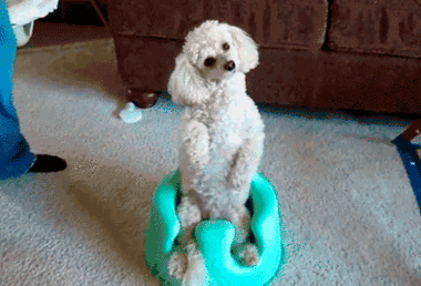 Dog Huh GIFs - Find & Share on GIPHY