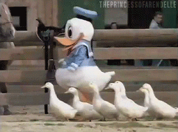 A school of ducks led by Donald Duck.