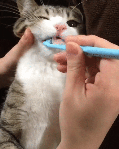Brush your kitty's teeth for her best dental health