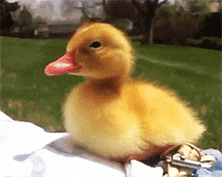 Duckling GIFs - Find & Share on GIPHY