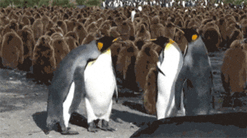 Penguin Slap Fight GIFs - Find & Share on GIPHY