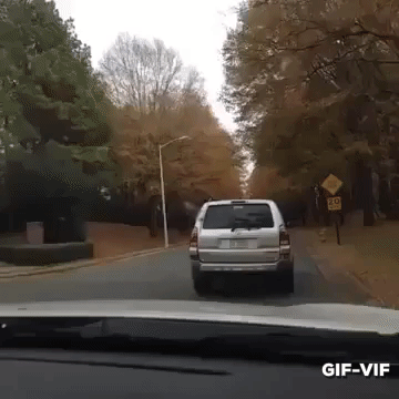 Dog Driver in funny gifs
