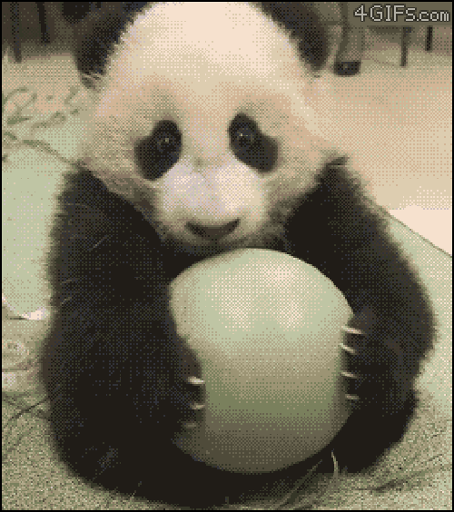 Pandas GIF Find & Share on GIPHY