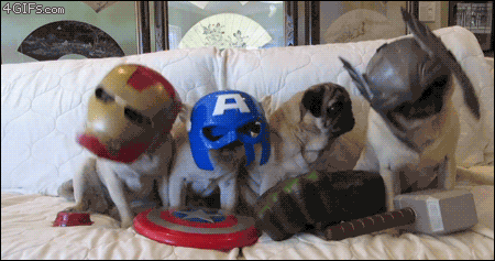 Pug Avengers GIFs - Find & Share on GIPHY