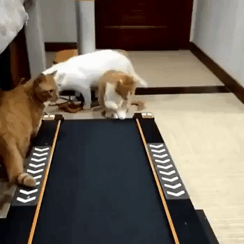 Cats discover treadmill in animals gifs