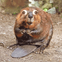 Image result for beaver gif