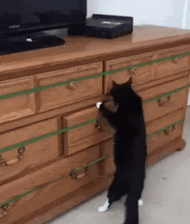 Into the drawer in cat gifs