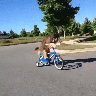 How to Learn How To Ride a Bike for Beginners | Big, Fluffy Dog Rides a Bike