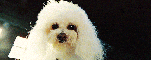 poodle animals dog white staring