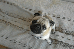 dog adorable puppy personal pug