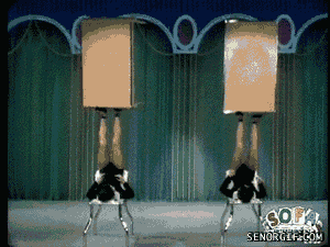 giphy.gif