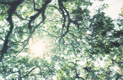 imagem do sol brilhante por entre as árvores