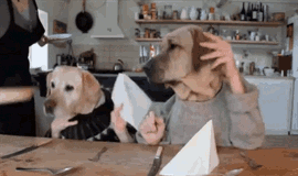 Dinner GIF - Find & Share on GIPHY
