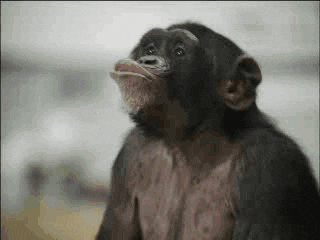 Monkey GIF - Find & Share on GIPHY