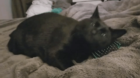 животных чешут, животные когда их чешут, животные любят когда чешут