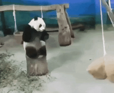 Angry panda in funny gifs