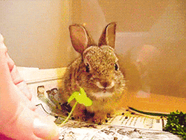 Rabbit Sniffing GIF - Find & Share on GIPHY