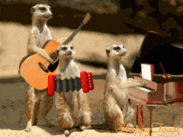 Meerkat GIFs - Find & Share on GIPHY