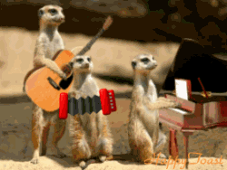 Band Meerkat GIF - Find & Share on GIPHY