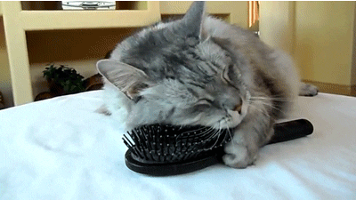 cat cool relaxed brush comb