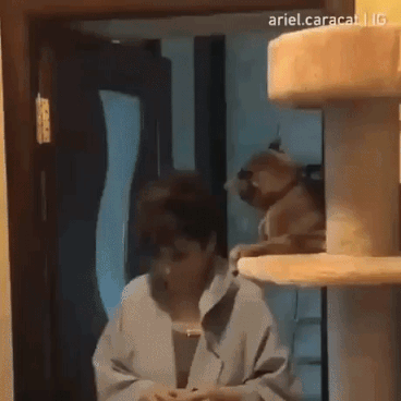 Bless you in animals gifs