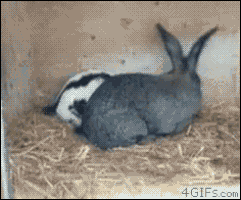 rambo humping bunny