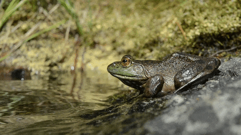Frog Gif Find Share On Giphy