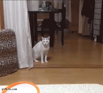 Cat waking to table 