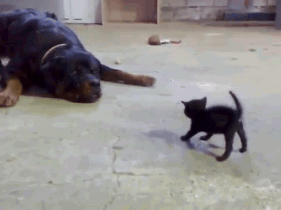 Black Kitten Scares Black Doggo Funny Animals Cute