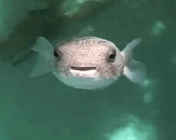fish animals water face smiling