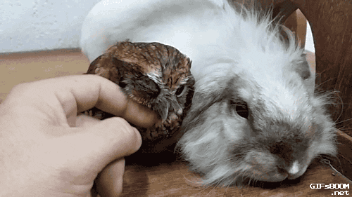 https://media.giphy.com/media/vmoQRJqqCbT5C/giphy.gif