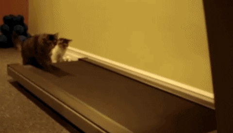 new year resolution cats- Zumi