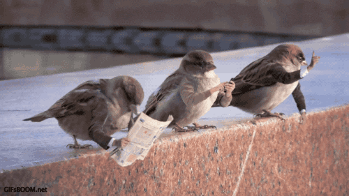 Birds with hands in funny gifs