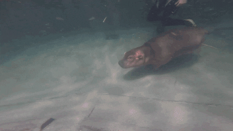 fiona the hippo in water porpoising towards camera